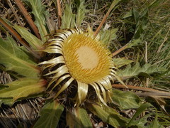 Carlina acanthifolia acanthifolia
