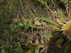 Carlina acanthifolia acanthifolia