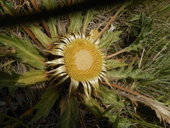 Carlina acanthifolia acanthifolia