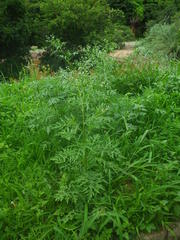 Parthenium hysterophorus
