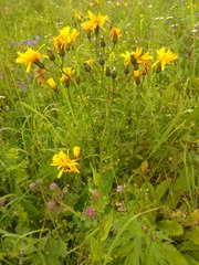 Crepis lyrata