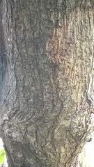 Terminalia paniculata