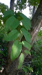 Terminalia paniculata