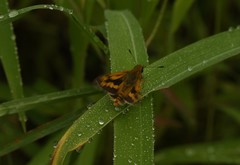 Ampittia dioscorides dioscoride