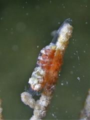 Hamodactylus boschmai