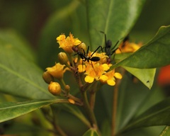 Tristaniopsis collina