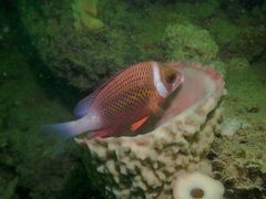 Whitecheek Monocle Bream photo 4