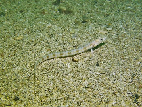 Spotted sand diver (Trichonotus setiger) — Trichonotidae — 5