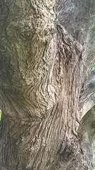 Terminalia paniculata