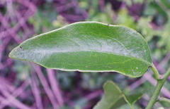 Agelanthus kraussianus