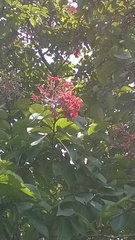 Terminalia paniculata