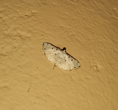 Pycnarmon
