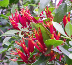 Agelanthus kraussianus