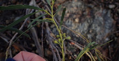 Eucalyptus pulchella