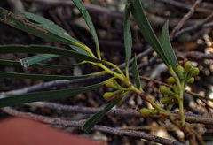 Eucalyptus pulchella