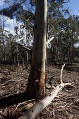 Eucalyptus pulchella