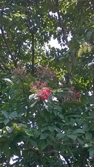 Terminalia paniculata