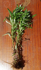 Senecio polyanthemoides