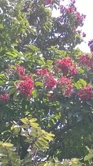 Terminalia paniculata