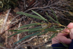 Eucalyptus pulchella