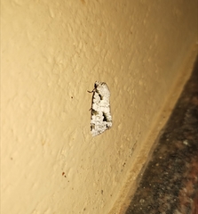 Thalathoides curtalis