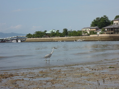 Ardea cinerea