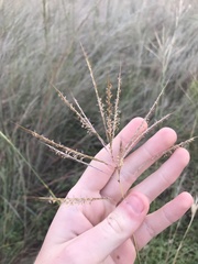 Bothriochloa bladhii