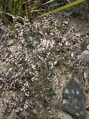 Cyanothamnus rigens