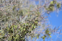 Acacia murrayana