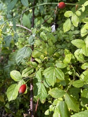 Rosa arvensis