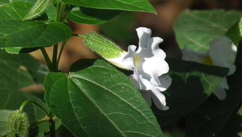 Thunbergia natalensis (Thunbergia natalensis)