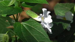 Thunbergia natalensis