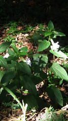 Thunbergia natalensis