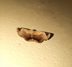 Psimada quadripennis