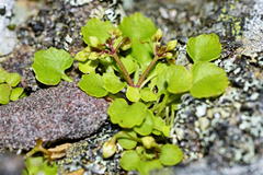 Crassula dentata