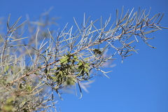 Acacia murrayana