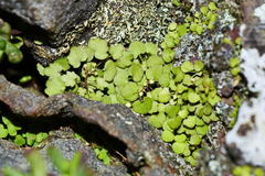 Crassula dentata