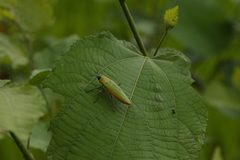 Chrysochroinae