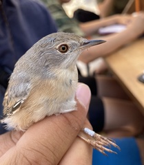 Curruca cantillans albistriata