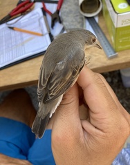 Curruca cantillans albistriata