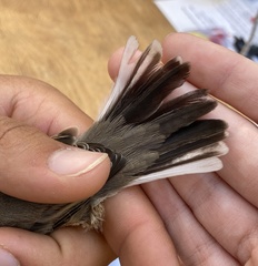 Curruca cantillans albistriata