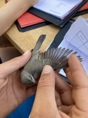 Curruca cantillans albistriata