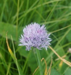 Allium ledebourianum