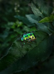 Chrysocoris