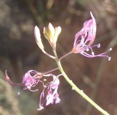 Cleome maculata