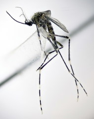 Aedes berlandi