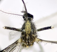 Aedes berlandi