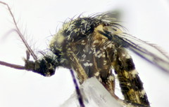 Aedes berlandi