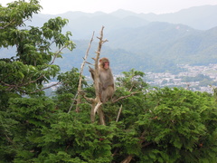 Macaca fuscata
