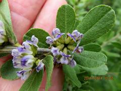 Psoralea polysticta